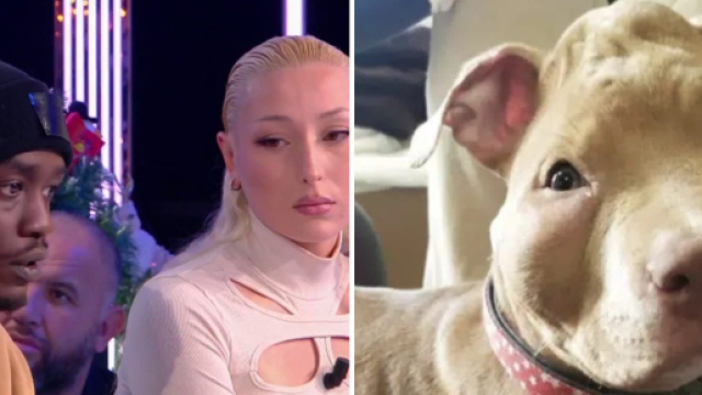 Rop et Rocka sont accus&eacute;s d'avoir maltrait&eacute; leur chienne. Source : screenshot twitter @TPMP