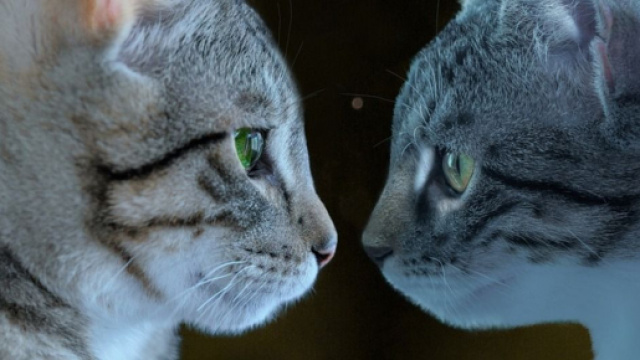Voici le d&eacute;lai moyen pour que deux chats s'entendent ensemble (Source: Pixabay)