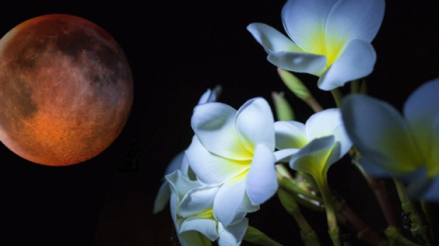 Previsioni astrologiche e classifica del 25 aprile: Leone abile, Sagittario silenzioso.