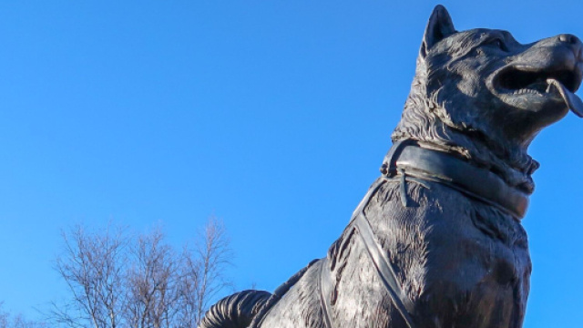 Il genoma di Balto svela nuovi particolari sul cane da slitta pi&ugrave; famoso al mondo.