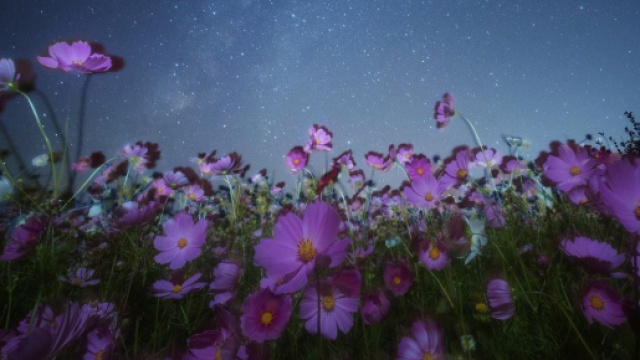 Previsioni zodiacali e oroscopo del 29 aprile: Toro carismatico, Gemelli stressati.