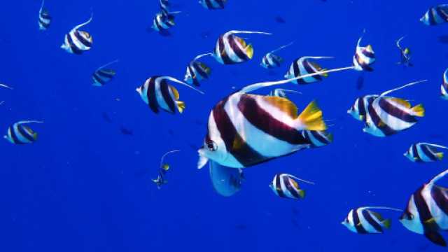 Oroscopo e classifica di mercoled&igrave; 5 aprile: Pesci lungimiranti, Capricorno in cerca di spiegazioni.