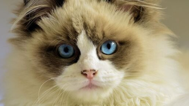 L'&eacute;pilepsie chez le chat, une maladie mal connue (capture Pixabay &copy;Pixabay)