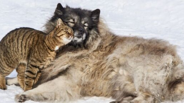 Les animaux de compagnie peuvent &ecirc;tre de v&eacute;ritables alli&eacute;s pour lutter contre la d&eacute;pression (Capture Pixabay &copy;Pixabay)