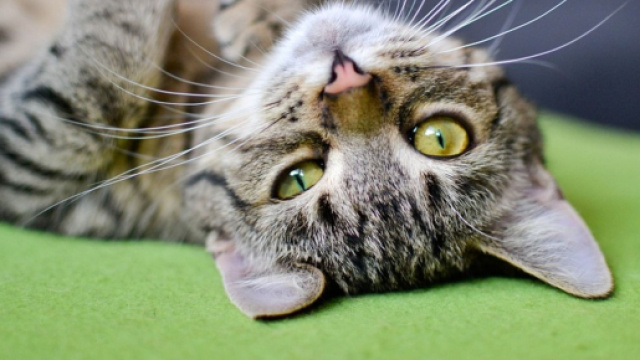 Quelques astuces pour nettoyer efficacement les odeurs de pipi de votre chat (Source: Pixabay)