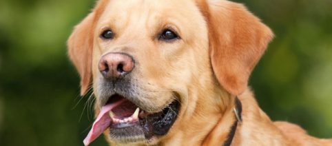 Quelques conseils qui vous permettront de voyager l'esprit léger avec votre chien en avion