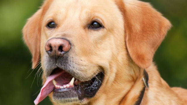 Les chiens sont tellement attachants que l'on a souvent envie de les emmener jusqu'au bout du monde. (Source: Pixabay)