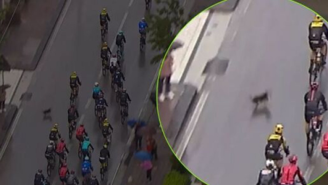 Giro d'Italia, la caduta di Remco Evenepoel provocata da un cane.