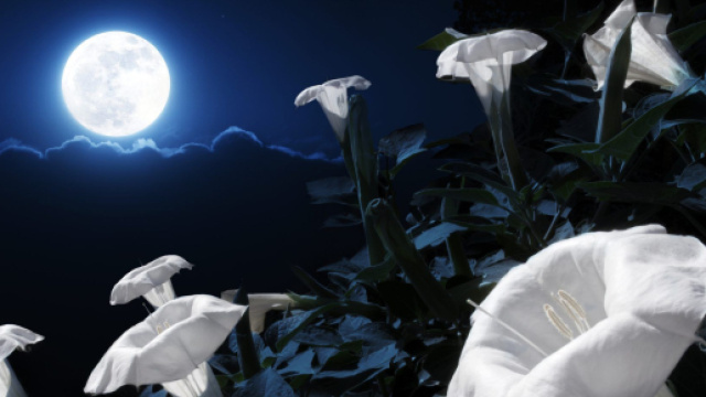 Oroscopo e classifica del 14 maggio: Cancro spirituale, Sagittario disilluso.