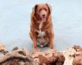 Bobi, el perro más longevo del mundo, Récord Guinnes al cumplir 31 años (Vídeo)