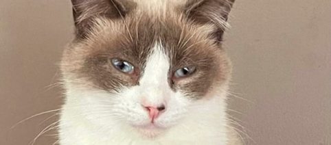 Observer le comportement de votre chat peut permettre de détecter des maladies