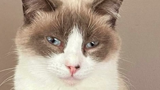 La surveillance du comportement de votre chat peut r&eacute;v&eacute;ler des signes de maladie. (capture Facebook Plume Family)