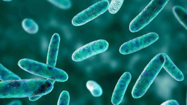 Studio rivela il ruolo critico dei batteri intestinali nella modulazione della risposta immunitaria al cancro e apre nuove strade per la cura.
