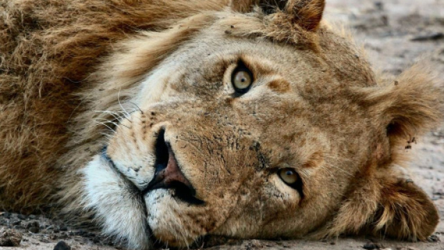 Oroscopo e classifica settimanale dall'8 al 14 maggio: prove da superare per il Leone.