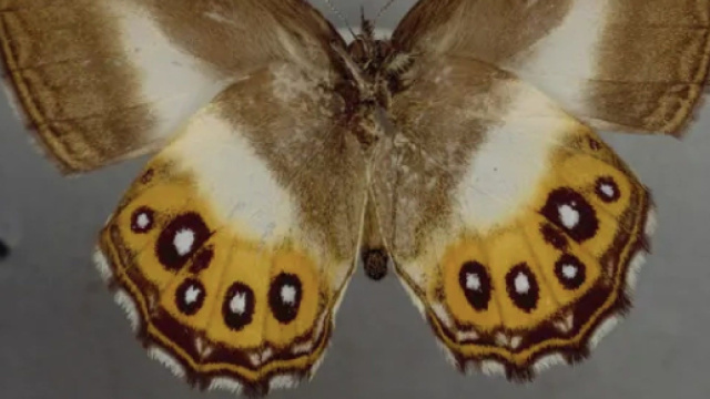 Sauron, una nuova specie di farfalla.