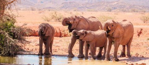 Safari 2023, i migliori per vivere l'Africa dal Serengeti a Etosha