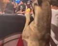 Un perro se hace viral en TikTok por disfrutar de la lucha libre en México