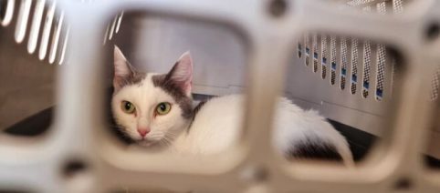 Les vols de chiens et de chats en augmentation