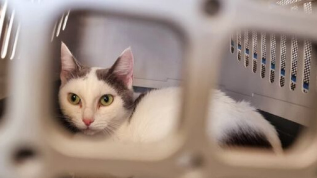 Les vols de chiens et de chats sont en forte augmentation (capture Facebook @Plume Family)