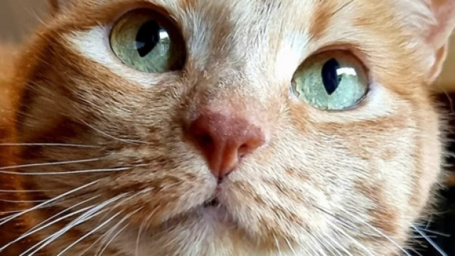 Votre animal peut sauver des vies en devenant donneur de sang (capture Facebook Plume Family)