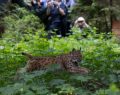 Una lince è stata rilasciata sulle Alpi nell’ambito del progetto comunitario Life Lynx