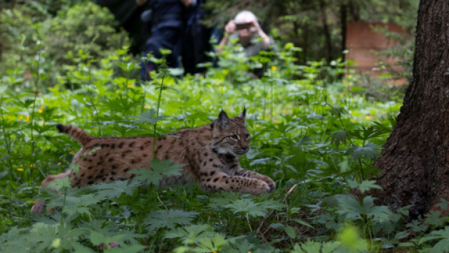 La Lince Karlo rilasciata sulle Alpi italiane (&copy; Progetto lince Italia).