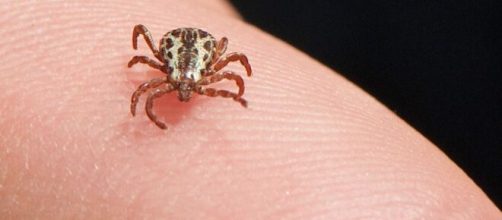 Febre maculosa &eacute; mais intensa no estado de S&atilde;o Paulo e na Regi&atilde;o Sudeste (Jerry Kirkhart/Wikimedia)