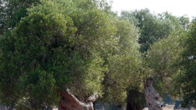 La coltura dell'ulivo in Salento: dai monaci del Medioevo alla lotta alla Xyella.
