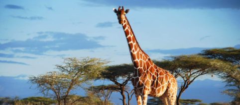 Cambiamenti climatici, le giraffe sarebbero a rischio per le troppe piogge