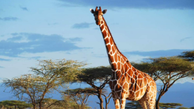 Giraffe, cambiamento climatico e rischio estinzione.