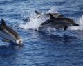 Baby talk, anche le mamme delfino lo usano per comunicare con i cuccioli