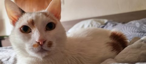 Les bons gestes à adopter avec votre chat par forte chaleur