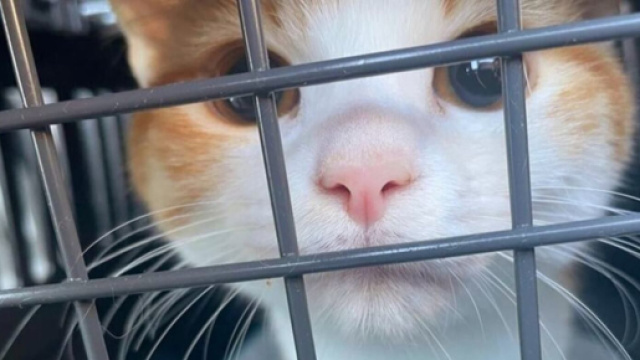 Les bons gestes pour voyager avec son animal en toute s&eacute;curit&eacute; (capture Facebook @Plume Family)