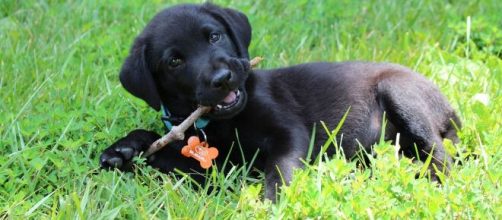 Un cachorro de labrador muri&oacute; tras pasar cinco horas en la bodega de un bus en Colombia (Pixabay)