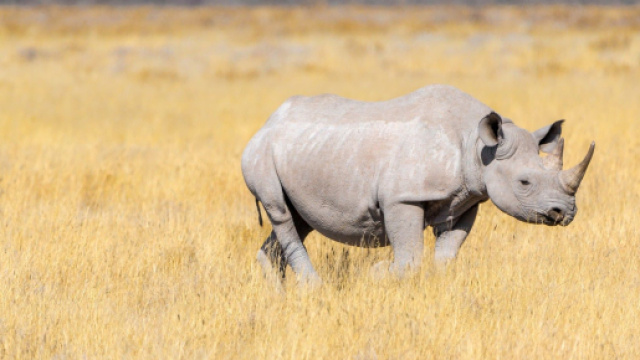 Rinoceronte bianco: creati embrioni per tentare di salvare la specie.