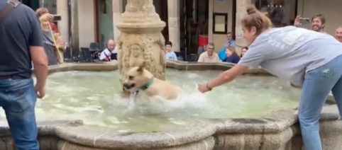 La perrita Vela se hace viral por escaparse a una fuente en Ourense y darse un baño