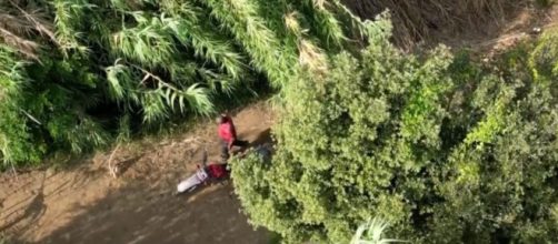 En la secuencia de im&aacute;genes el hombre aparece quemando varias plantas (Twitter, @LeonardoPanetta)