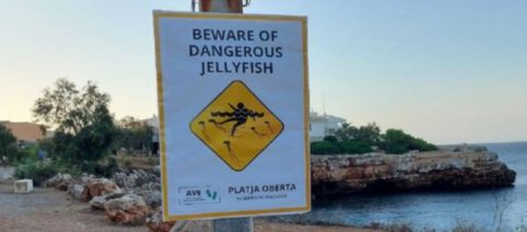 Los carteles de las playas de Mallorca para espantar a los turistas: ‘Peligro por medusas’