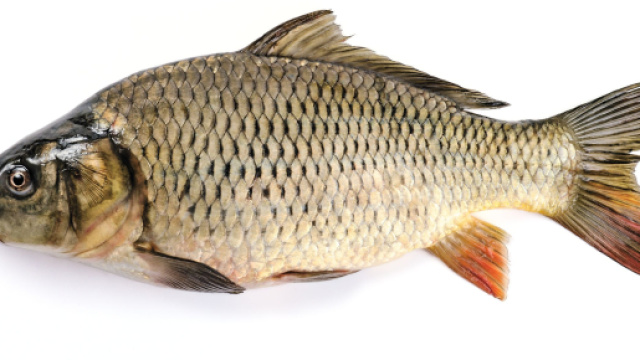 Carpa al vapore, un delizioso piatto per una cena informale.