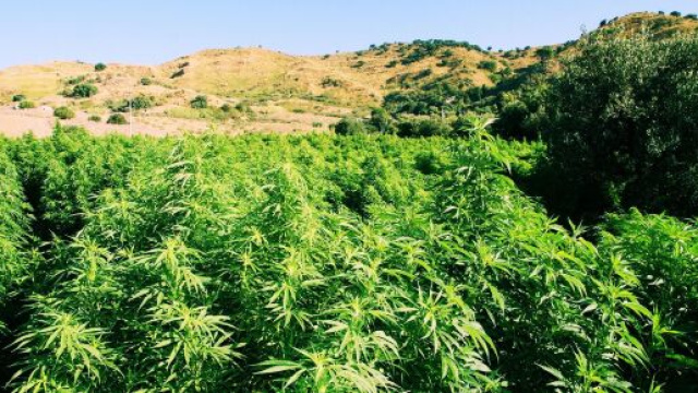 La pinatagione di maijuana &egrave; stata sequestrata dai carabinieri.