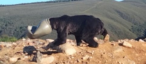 Salvan la vida a un oso pardo con la cabeza atrapada en un bidón de plástico (Videos)