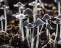 Usa, terapia con psilocibina per la depressione: lunga lista d'attesa per i 'funghi allucinogeni'