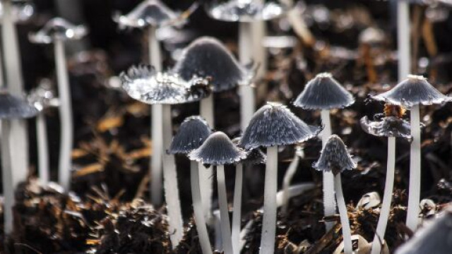 L'Oregon apre alla sperimentazione legale dei funghi allucinogeni per la cura di malattie mentali. &copy;Pexel