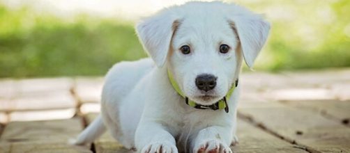 Hasta ahora en Espa&ntilde;a todos los cementerios para mascotas eran privados (WikimediaCommons)