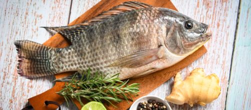 Un pez tilapia contaminado por una bacteria podr&iacute;a ser el causante de la enfermedad de la mujer (Vecteezy.com)