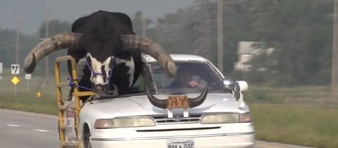 Detenido un hombre en Nebraska por viajar con un toro Watusi de copiloto