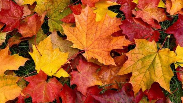 L'oroscopo dell'autunno 2023: progetti per l'Acquario, futuro roseo per il Sagittario.