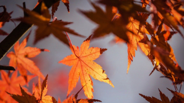 Previsioni astrali autunno: Toro stressato, periodo speciale per Ariete, relax per i Pesci.