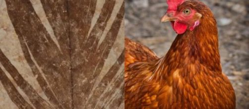 Vest&iacute;gios de beta-queratina foram identificados em penas antigas (Divulga&ccedil;&atilde;o/University College Cork/Pixabay)