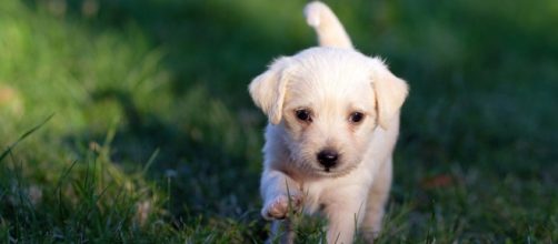 La normativa aclara que los animales no pueden estar de forma 'permanente' en los patios y las terrazas (Pixabay)